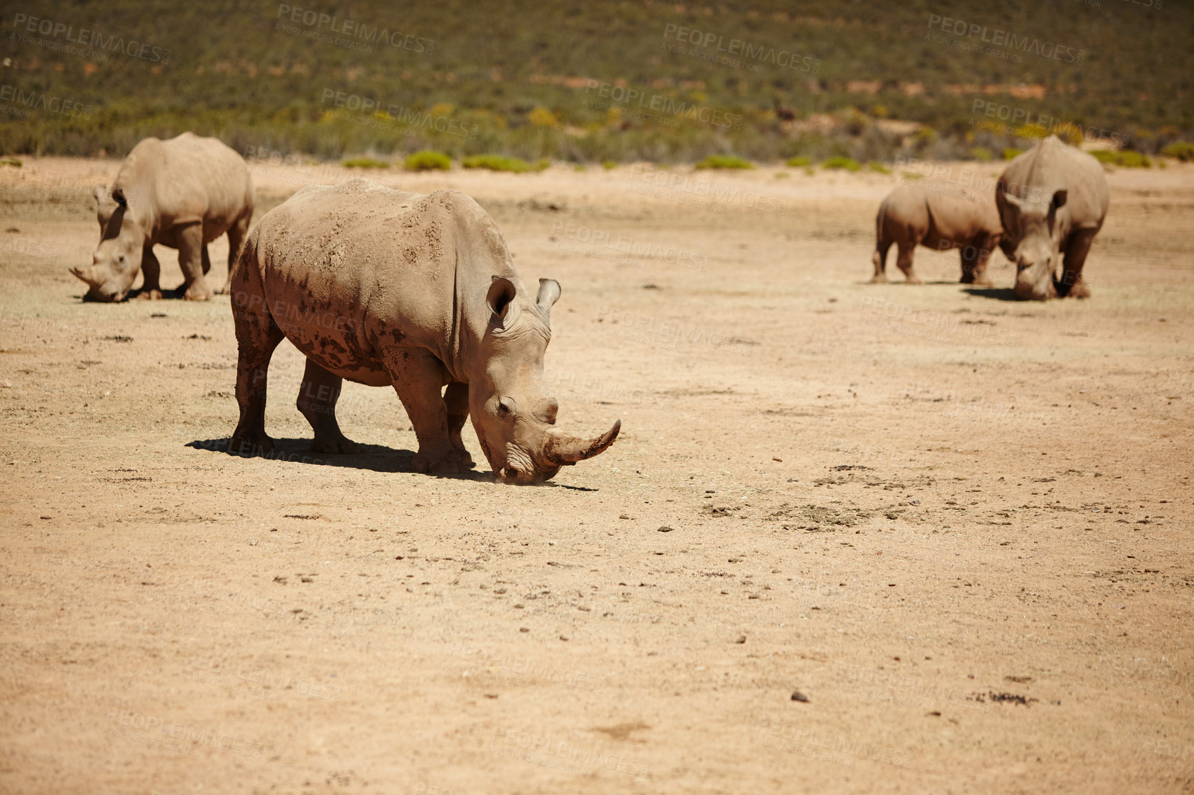 Buy stock photo Rhino, nature and wildlife conservation for environment, indigenous and safari with endangered species. Animals, herbivore and grassland with ecosystem, habitat and sustainability for biodiversity