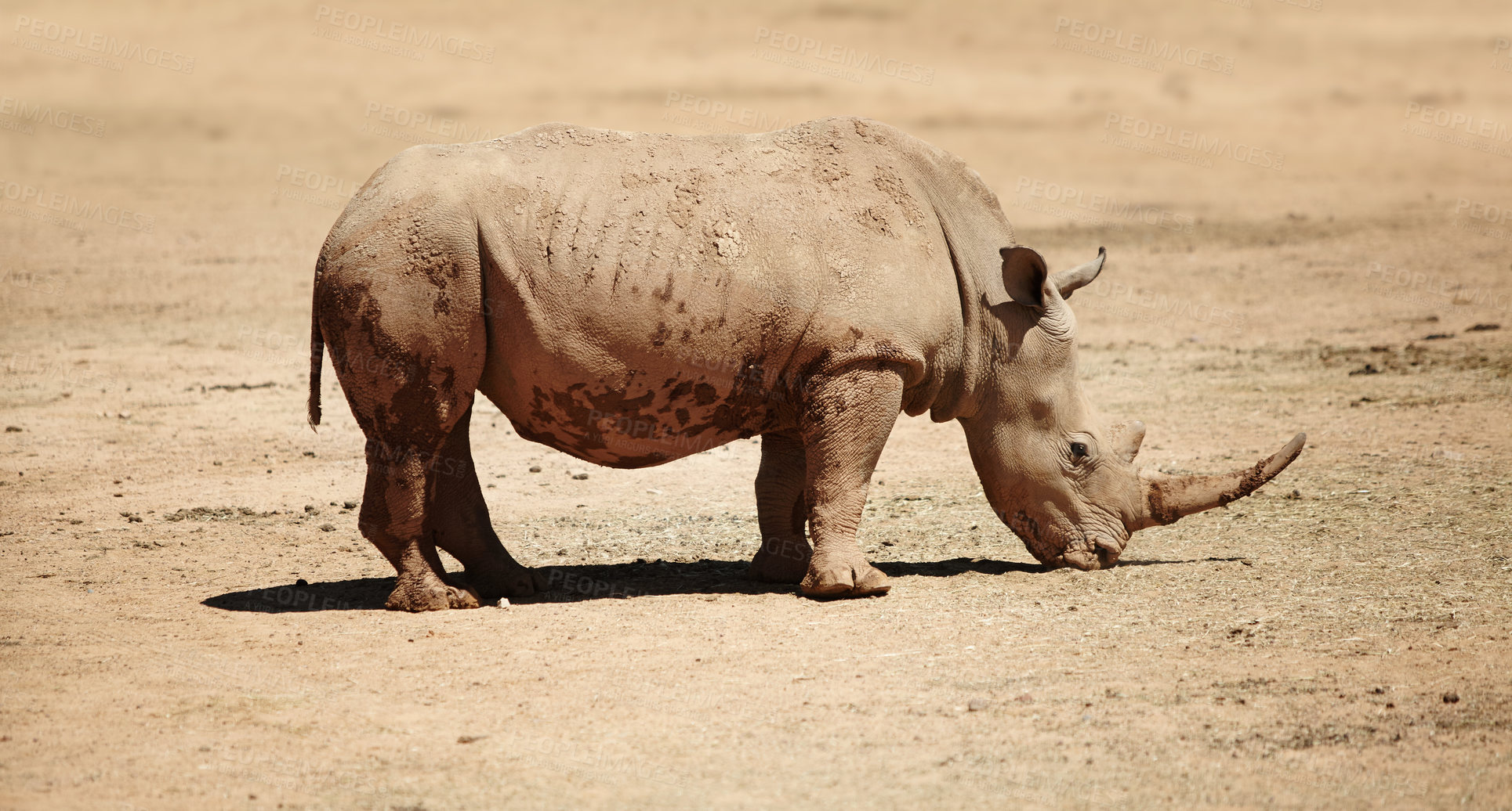 Buy stock photo Rhino, nature and endangered wildlife for environment, indigenous and safari with conservation species. Animals, herbivore and grassland with ecosystem, habitat and sustainability for biodiversity