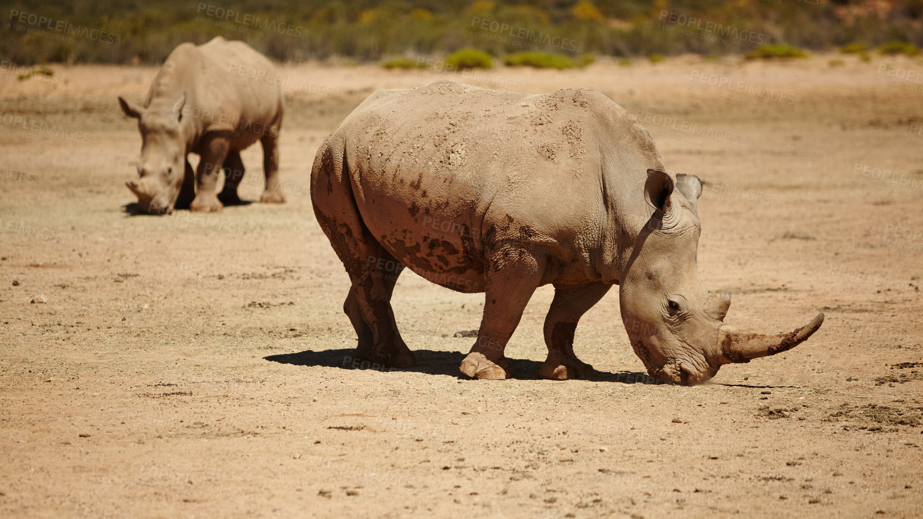 Buy stock photo Rhino, safari and wildlife conservation for environment, indigenous and nature with endangered species. Animals, herbivore and grassland with ecosystem, habitat and sustainability for biodiversity