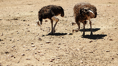 Buy stock photo Ostrich, desert and nature conservation for environment and indigenous with feather or wings in Africa. Animal, bird and grassland with safari ecosystem, habitat and sustainability for biodiversity