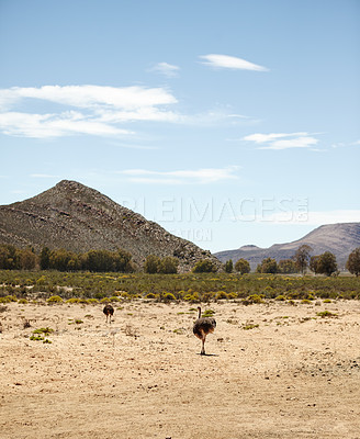 Buy stock photo Shot of ostriches on the plains of Africa