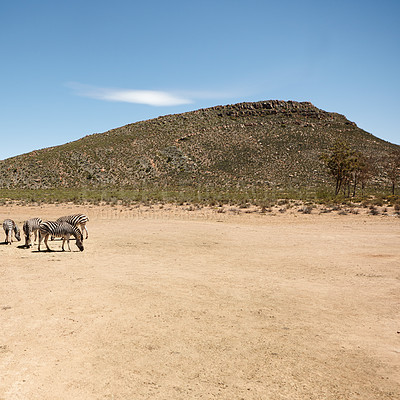 Buy stock photo Wildlife, zebra and herd in natural habitat for conservation, endangered species or biodiversity. Indigenous, herbivore animal or safari landscape for sustainability in ecosystem with blue sky mockup