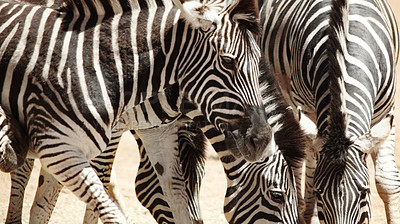 Buy stock photo Shot of zebras on the plains of Africa