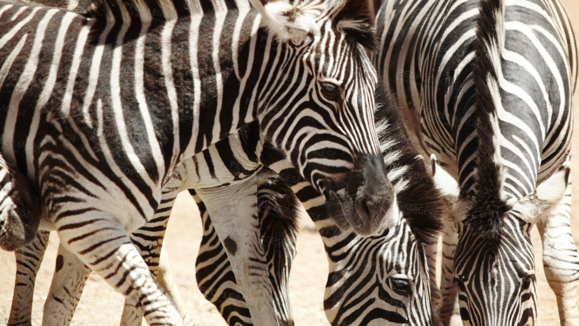 Buy stock photo Shot of zebras on the plains of Africa