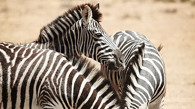 Buy stock photo Natural, environment and outdoor with zebra for nature reserve, wildlife and conservation. Indigenous animal, habitat and dazzle at countryside for safari destination, sanctuary and protected area