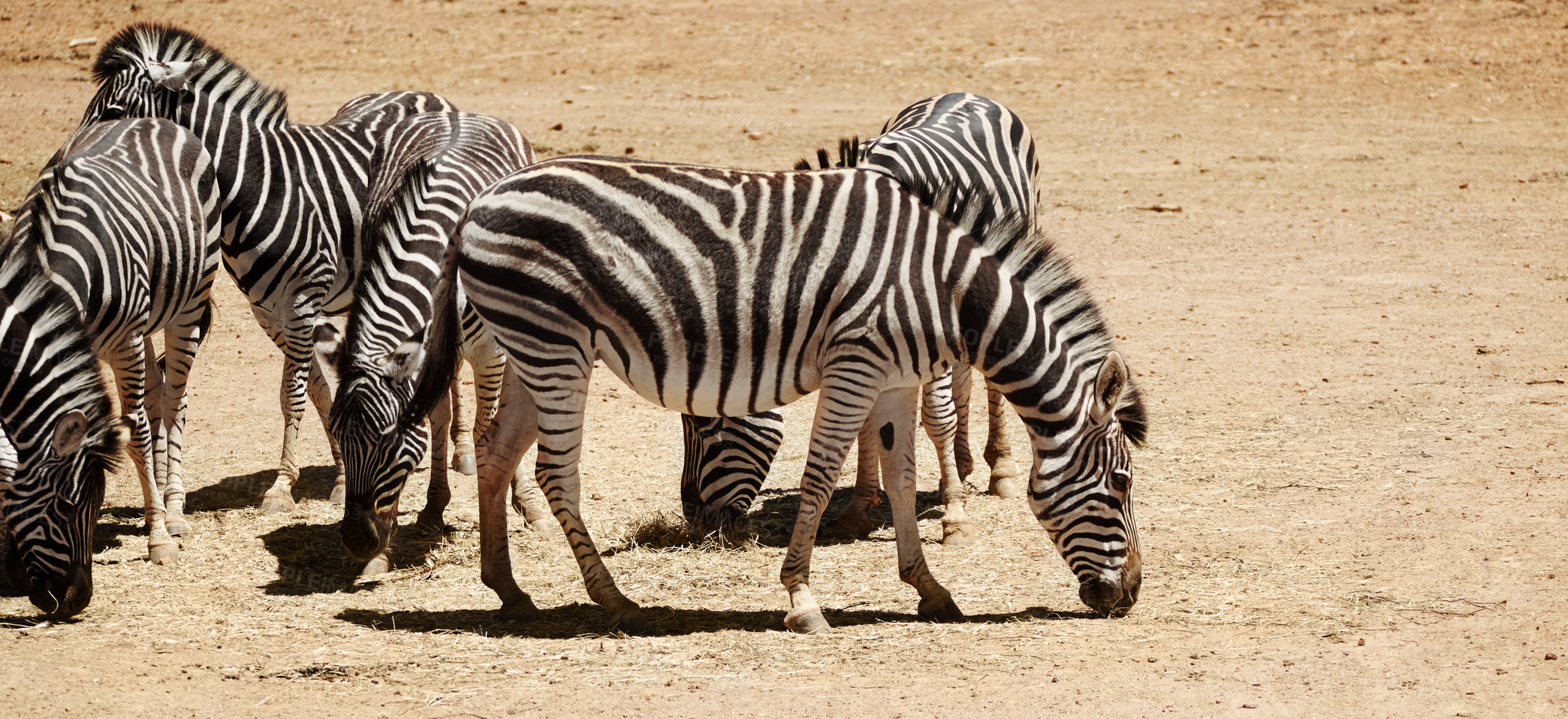 Buy stock photo Wildlife, zebra and group in natural habitat for conservation, endangered species or biodiversity. Indigenous, animal herd or safari landscape for sustainability, game reserve and ecosystem in desert