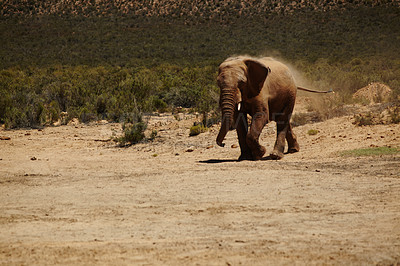 Buy stock photo Animal, game ranch and elephant walking in safari for conservation, environment and nature. Grassland, natural habitat and herbivore for tourism, adventure and wildlife in national park in savannah