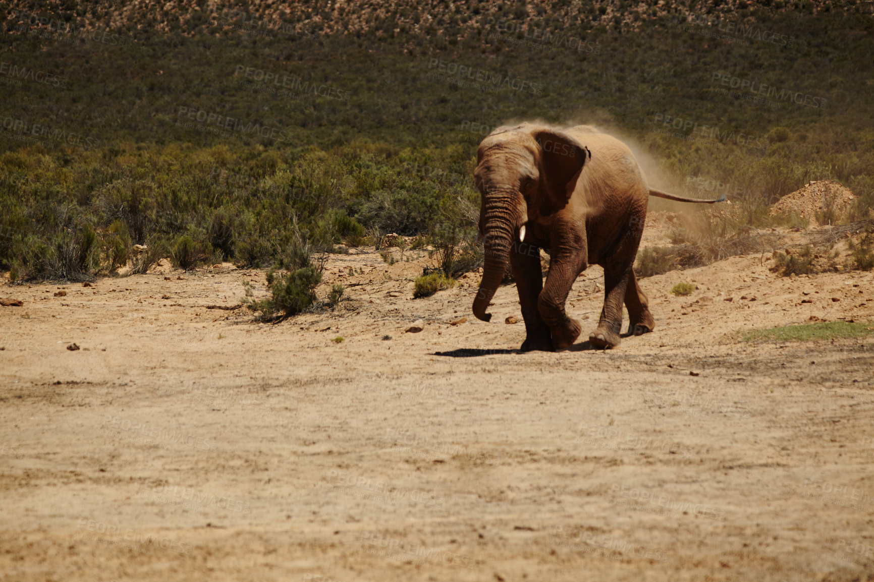 Buy stock photo Animal, game ranch and elephant walking in safari for conservation, environment and nature. Grassland, natural habitat and herbivore for tourism, adventure and wildlife in national park in savannah