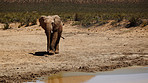 He's the boss of this watering hole