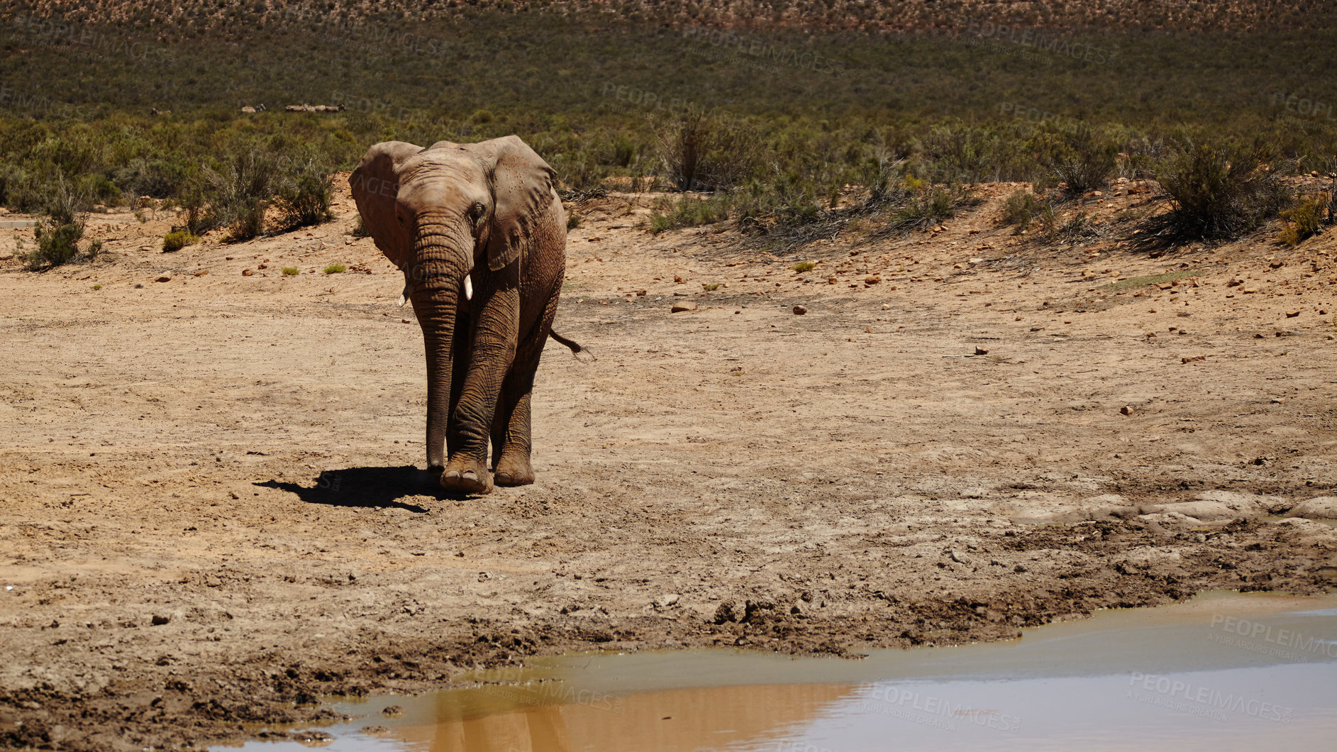 Buy stock photo Wildlife, elephant and walking to waterhole in safari for conservation, endangered species and biodiversity. Desert, indigenous animal or natural habitat at game reserve for sustainability or ecology