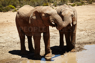 Buy stock photo Wildlife, elephant and playing at waterhole in safari for hydration, endangered species and biodiversity. Thirsty, indigenous animal and natural habitat at game reserve for sustainability or ecology