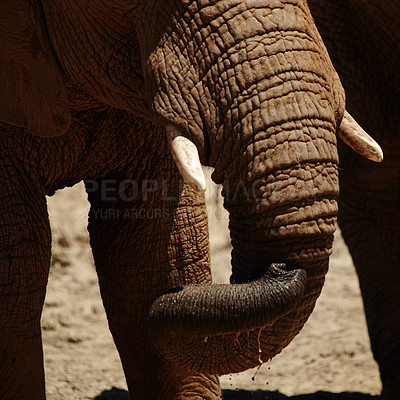 Buy stock photo Drink water, elephant and animal with trunk for wildlife, conservation and sustainability outdoors. Horns, location and safari with big five mammal for survival, indigenous and savannah for habitat