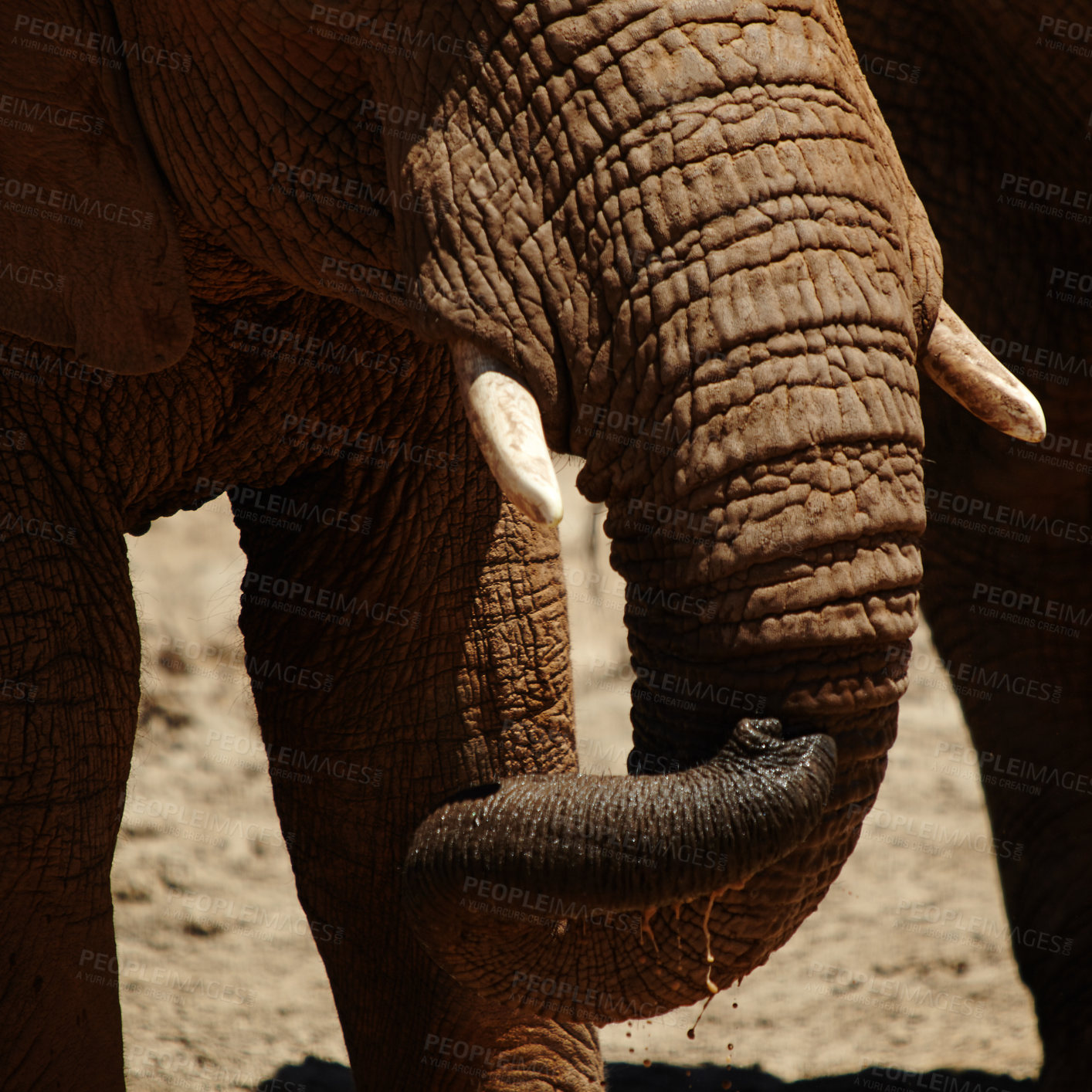 Buy stock photo Drink water, elephant and animal with trunk for wildlife, conservation and sustainability outdoors. Horns, location and safari with big five mammal for survival, indigenous and savannah for habitat