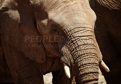 Buy stock photo Portrait, elephant or animal with horns for wildlife, conservation or sustainability outdoors. Trunk, textures or safari location with big five mammal for survival, indigenous or savannah for habitat