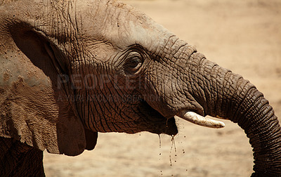 Buy stock photo Closeup, elephant and animal in safari for wildlife, conservation and sustainability outdoors. Destination, location and savannah with big five mammal for survival, indigenous or trunk in zoo habitat