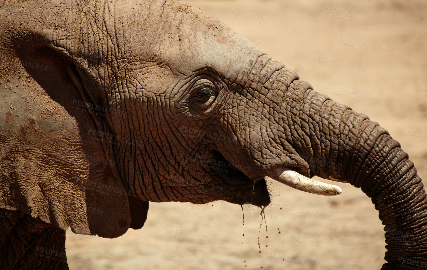 Buy stock photo Closeup, elephant and animal in safari for wildlife, conservation and sustainability outdoors. Destination, location and savannah with big five mammal for survival, indigenous or trunk in zoo habitat