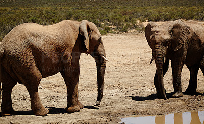 Buy stock photo River, elephant and animals in safari for conservation, wildlife and sustainability outdoors. Destination, location and savannah with big five mammal for survival, indigenous and trunk in zoo habitat