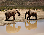 Two giants at the watering hole