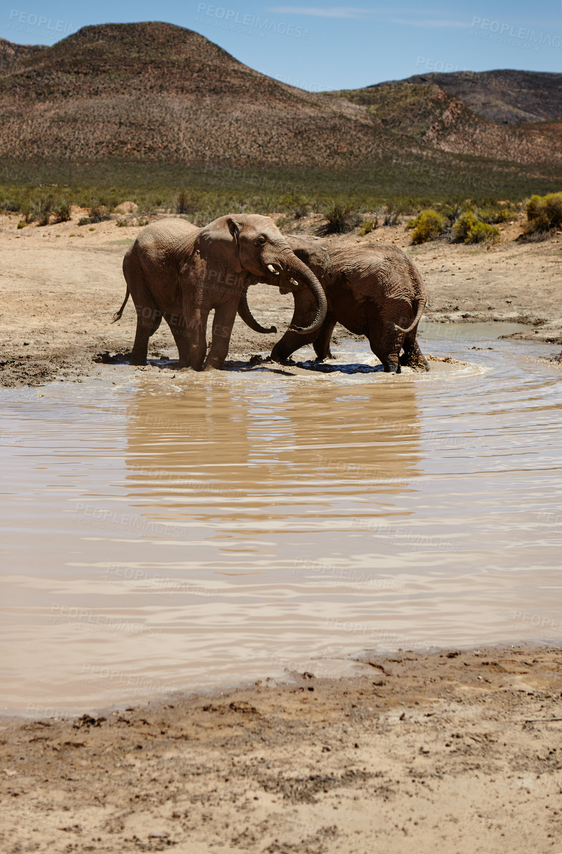 Buy stock photo Savannah, elephant and animals with water for drink, wildlife and conservation for sustainability. Destination, hydration or zoo with big five mammal for survival, indigenous or trunk in safari river