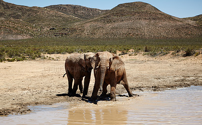 Buy stock photo Savannah, elephant and animals in portrait by river, wildlife and conservation for sustainability. Destination, playful and safari with big five mammal for survival, indigenous and trunk by zoo water