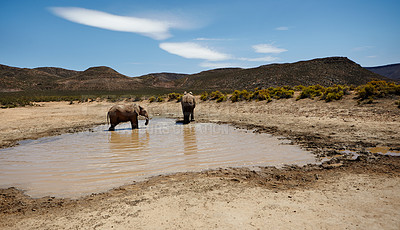 Buy stock photo Safari, elephant and animals for drinking water in river, wildlife and conservation for sustainability. Hydration, walking and savannah with big five mammal for survival, indigenous and trunk by sky