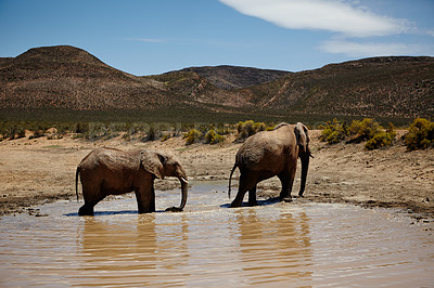 Buy stock photo Safari, elephant and animals for walking in river, wildlife and conservation for sustainability. Hydration, drinking water and savannah with big five mammal for survival, indigenous and trunk outdoor