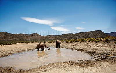 Buy stock photo Savannah, elephant and animals for drinking water in river, wildlife and conservation for sustainability. Hydration, walking and safari with big five mammal for survival, indigenous and trunk by sky