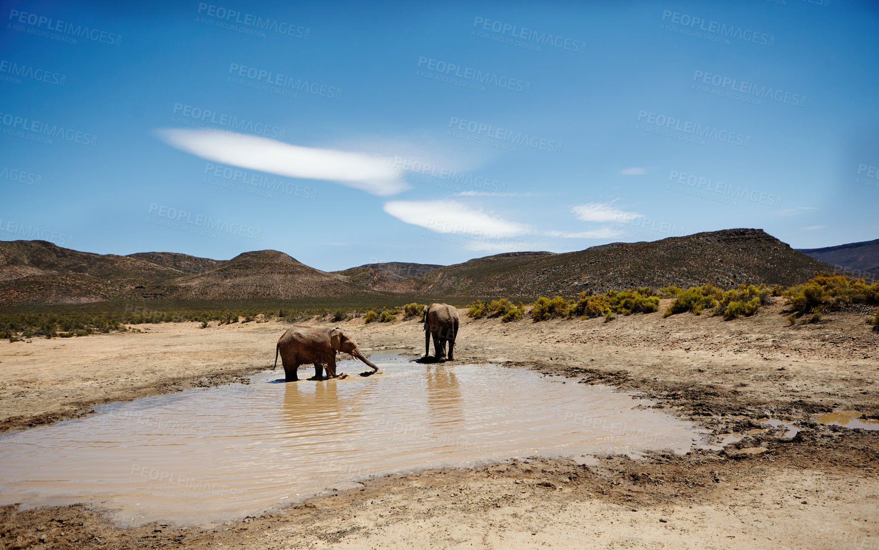 Buy stock photo Savannah, elephant and animals for drinking water in river, wildlife and conservation for sustainability. Hydration, walking and safari with big five mammal for survival, indigenous and trunk by sky