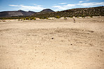 Vast plains for these little antelopes