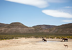 Elephants offer protection to smaller animals