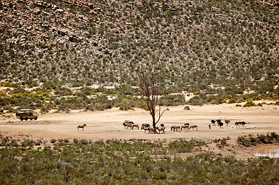 Buy stock photo Wildlife, zebra and ostrich at game reserve for conservation, endangered species and biodiversity. Indigenous, herbivore animals or safari landscape for sustainability in natural habitat or ecosystem