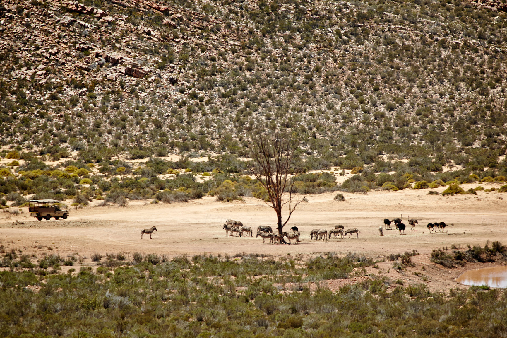 Buy stock photo Wildlife, zebra and ostrich at game reserve for conservation, endangered species and biodiversity. Indigenous, herbivore animals or safari landscape for sustainability in natural habitat or ecosystem