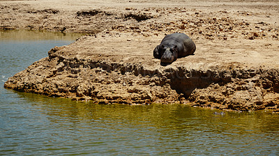 Buy stock photo Animal, wildlife and hippo by water in safari for conservation, environment and nature. Grassland, natural habitat and herbivore for tourism, adventure and biodiversity in national park in savannah