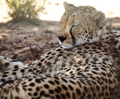 Buy stock photo Nature, animal and cheetah sleeping on safari for environment, conservation and wildlife in savannah. Africa, natural background and big cat predator for tourism, adventure or travel in national park