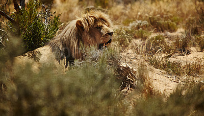 Buy stock photo Animal, game ranch and lion in grass on safari for environment, conservation or wildlife in nature. Africa, natural background and big cat predator for tourism, adventure or national park in savannah