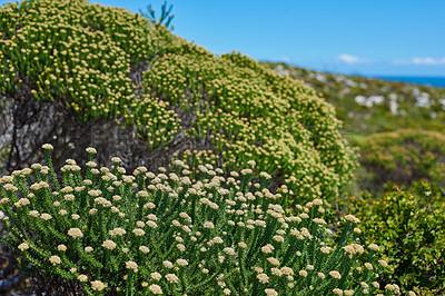 Buy stock photo Nature close to Cape of Good Hope,  South Africa.