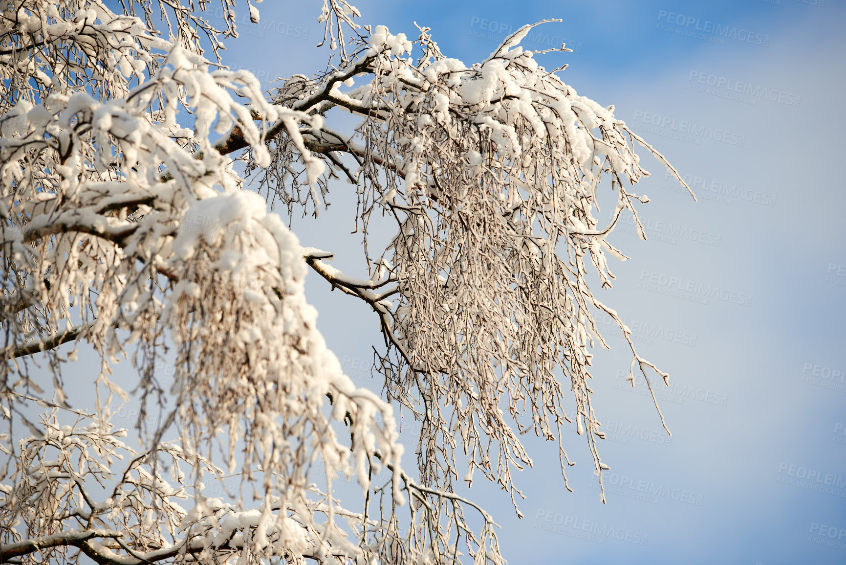 Buy stock photo A photo of a winter trees  at sunset