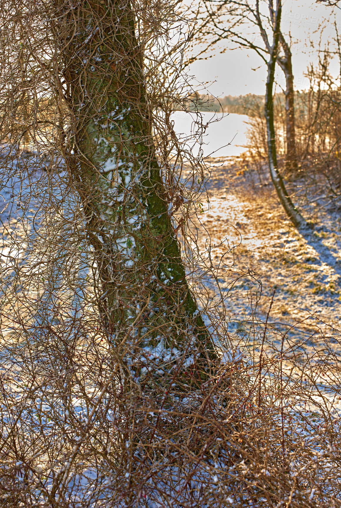 Buy stock photo Trees, winter and sunshine with nature, environment or season with global warming, weather or forest. Empty, habitat or woods with snow, cold or travel with vacation, Sweden or wallpaper with holiday