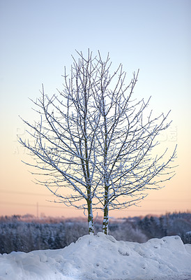 Buy stock photo Tree, winter and sunrise in Norway with ice, cold and frost landscape and environment. Snow, forest and morning in countryside for aesthetic, calm or serenity in nature for growth, renewal or scenery