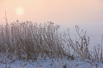 Buy stock photo Snow, branch and sunrise with shrub, winter and landscape for Denmark nature background. Environment, sunshine and rural chill for christmas holiday, tranquil frost and peaceful ice oak with serenity