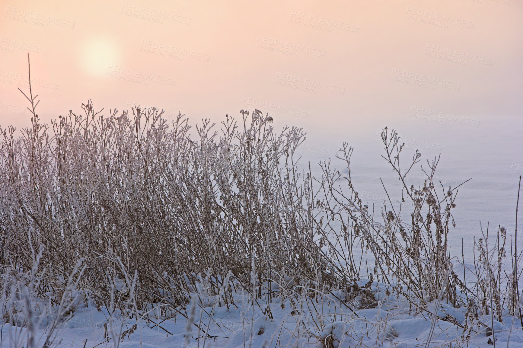 Buy stock photo Snow, branch and sunrise with shrub, winter and landscape for Denmark nature background. Environment, sunshine and rural chill for christmas holiday, tranquil frost and peaceful ice oak with serenity