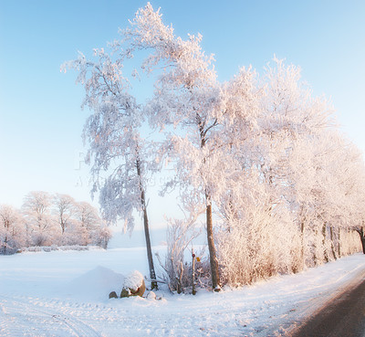 Buy stock photo Trees, forest and winter snow in nature, woods and plants for peace or calm outdoor for ecosystem. Ice, countryside and frost on cold weather vacation, holiday and serene park or travel aesthetic