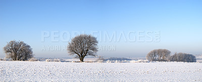 Buy stock photo Snow, trees and landscape with scenic, winter or wallpaper for Denmark nature background. Environment, blue sky and rural chill for christmas holiday, tranquil frost and peaceful ice oak for serenity