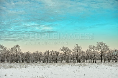 Buy stock photo Nature, snow and trees in landscape, sky and clouds outdoor of environment, calm and space in forest. Morning, woods and winter in Canada, branches and texture of plants, earth and ice on grass