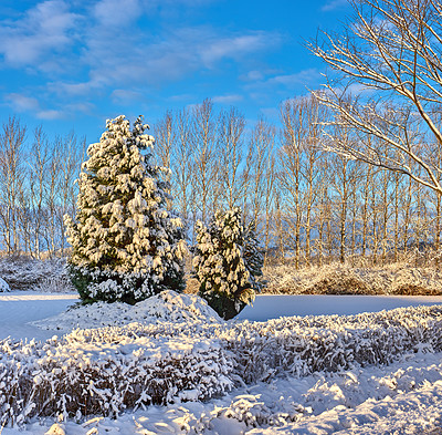 Buy stock photo Wallpaper, trees and countryside with snow at forest in winter, cold weather and Christmas season in Germany. Rural, freezing temperature and nature in woods with ice for travel, trip and holiday