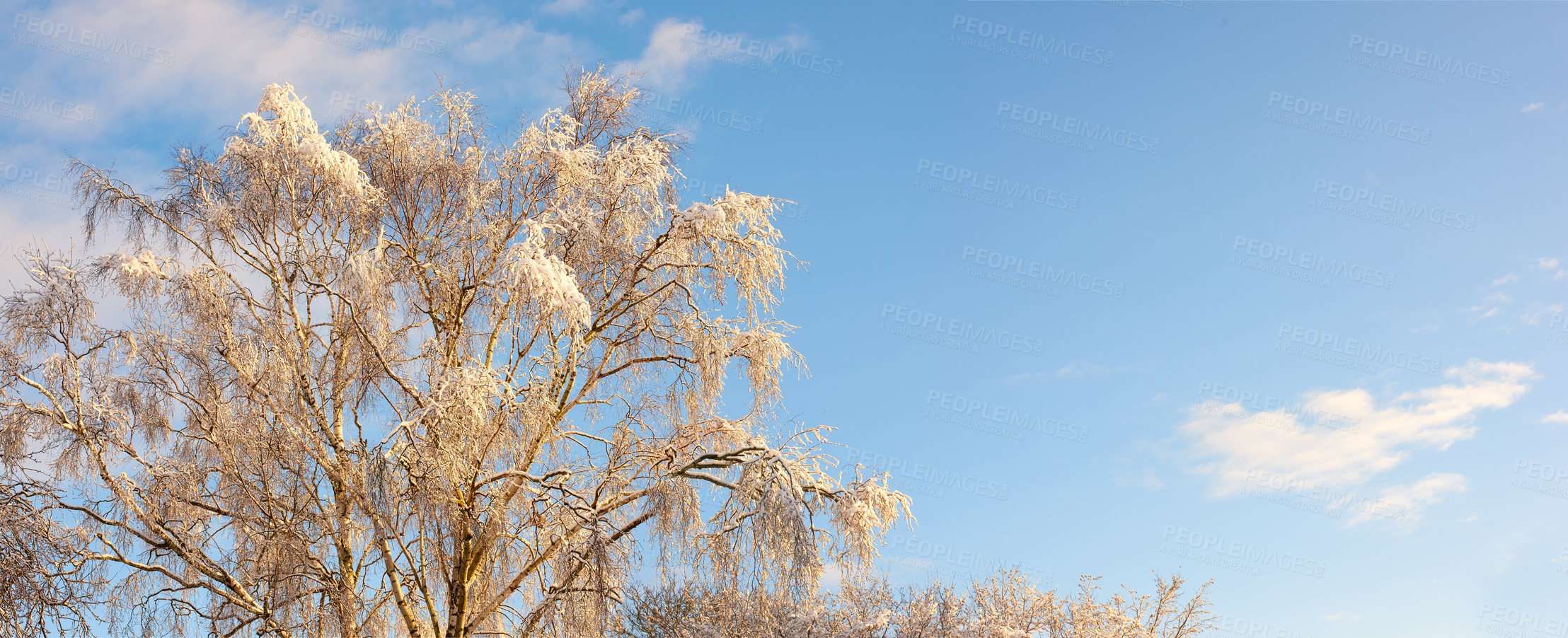 Buy stock photo Trees, forest and outdoor snow on branches, woods and plants for peace or calm nature for ecology. Ice, countryside and frost on cold weather vacation, holiday and sky mockup or travel aesthetic