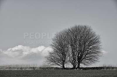 Buy stock photo Winter, tree and monochrome sky in nature outdoor, countryside or grass in Norway. Environment, black and white woods at forest for travel, holiday or vacation on mockup space background with clouds