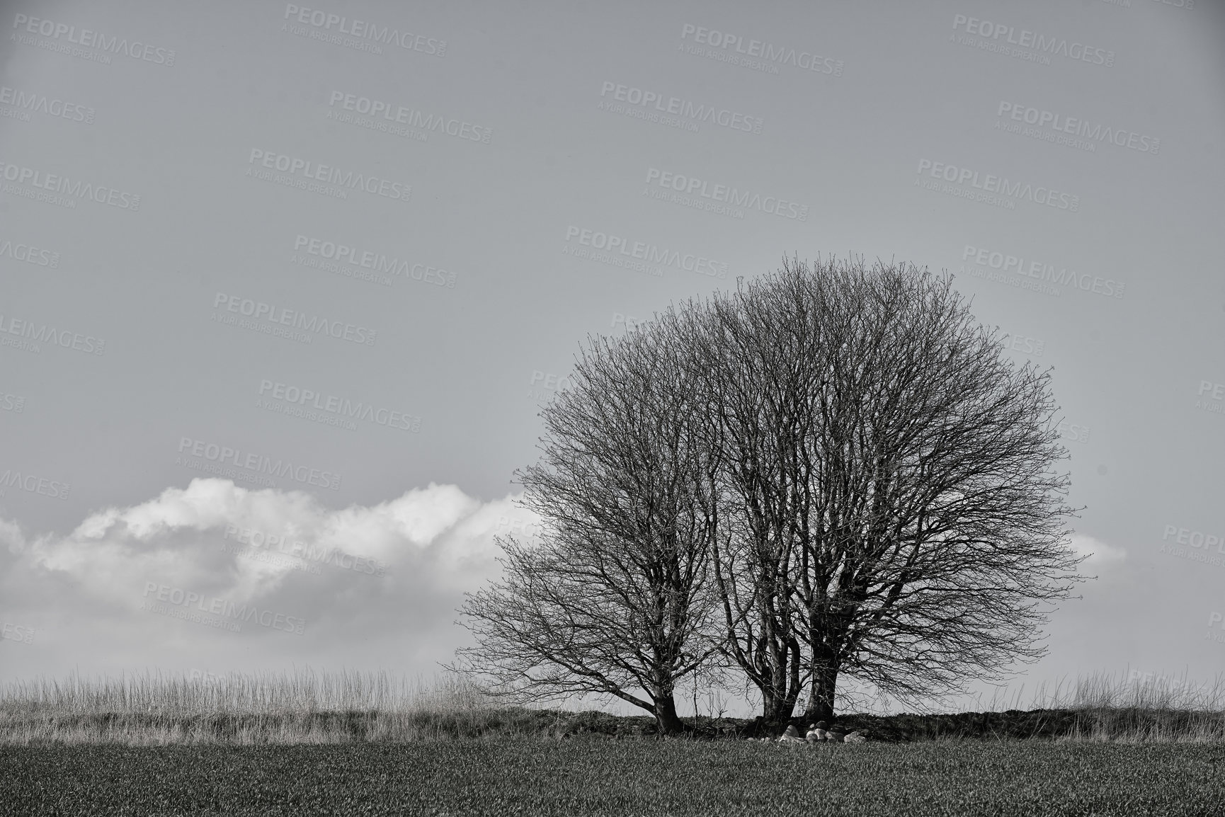 Buy stock photo Winter, tree and monochrome sky in nature outdoor, countryside or grass in Norway. Environment, black and white woods at forest for travel, holiday or vacation on mockup space background with clouds