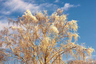 Buy stock photo Tree, branches and winter snow in woods, outdoor and plants for peace or calm nature for ecology. Forest, countryside and frost on cold weather vacation, holiday and serene park or travel aesthetic