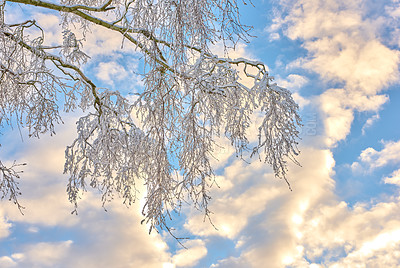 Buy stock photo Clouds in sky, snow and tree branches for winter growth or sustainability for environment and nature. Background, cold and wallpaper with frozen leaves outdoor from below for natural ecology